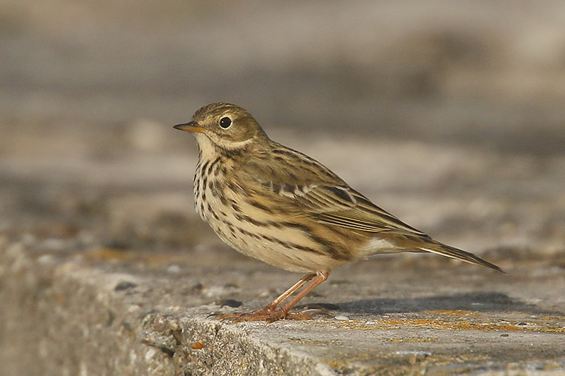 Meadow Pipit by Mick Dryden