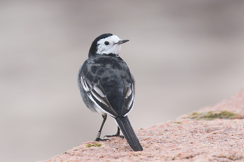 Pied Wagtail by Mick Dryden