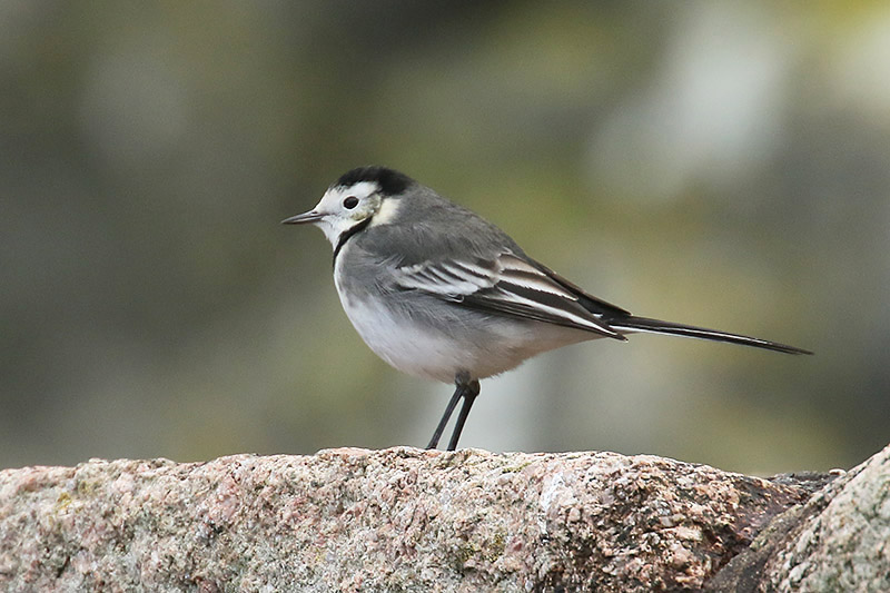 Pied Wagtail by Mick Dryden