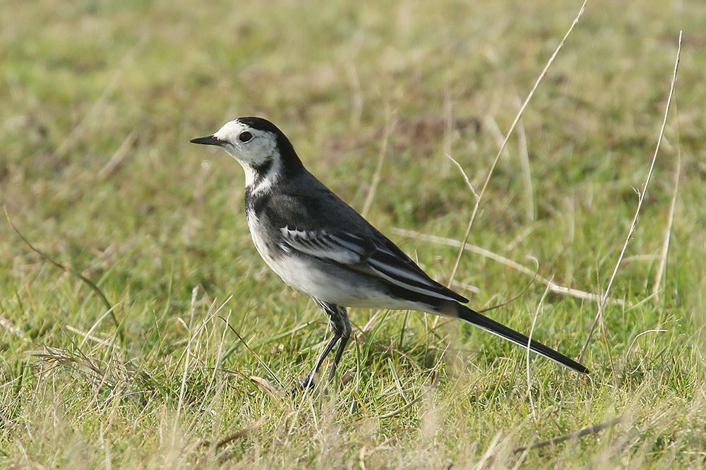 Pied Wagtail by Mick Dryden
