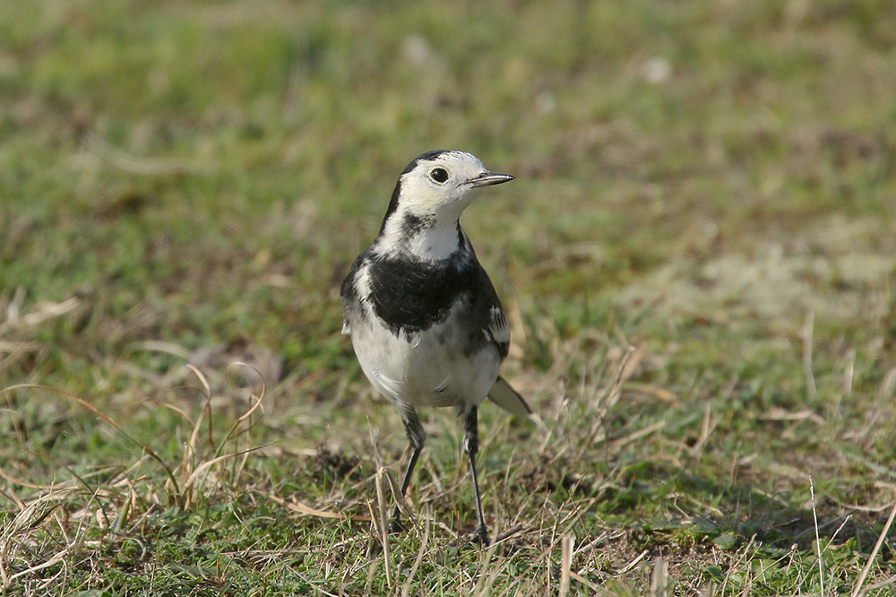 Pied Wagtail by Mick Dryden