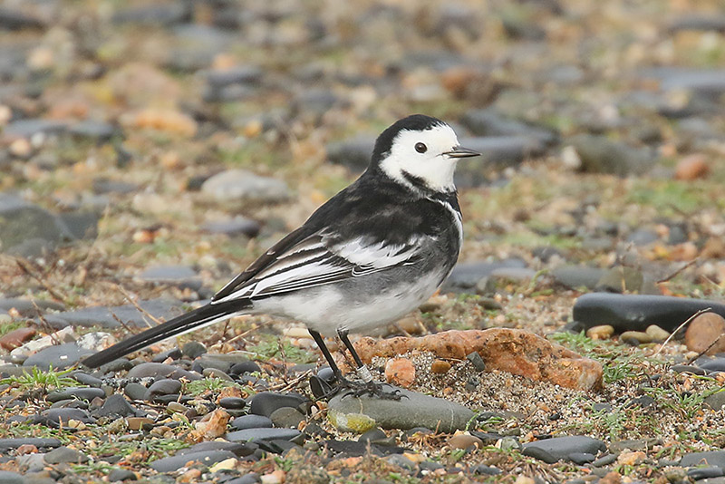 Pied Wagtail by Mick Dryden