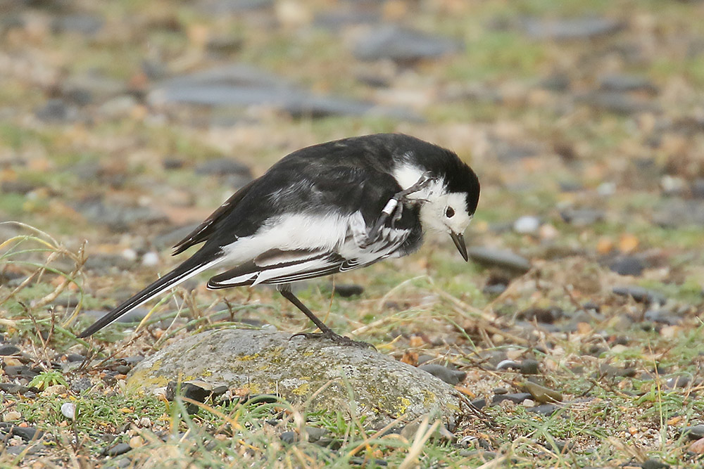 Pied Wagtail by Mick Dryden