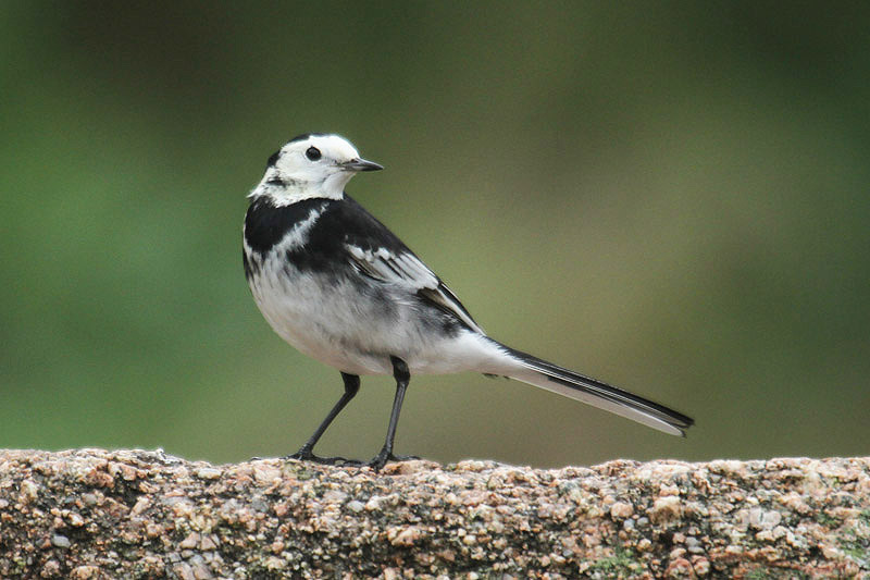 Pied Wagtail by Mick Dryden