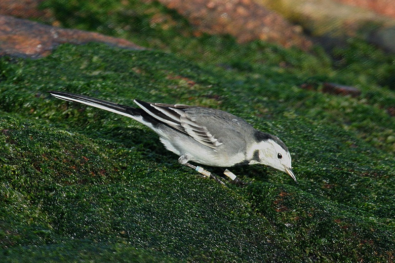 Pied Wagtail by Tony Paintin