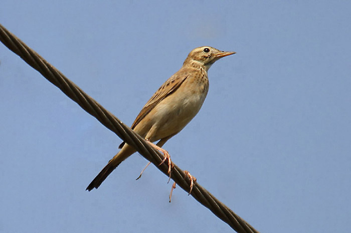 Richard's Pipit by Mick Dryden