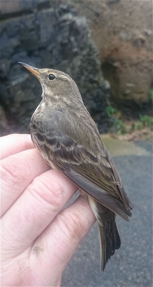 Rock Pipit by Cris Sellares