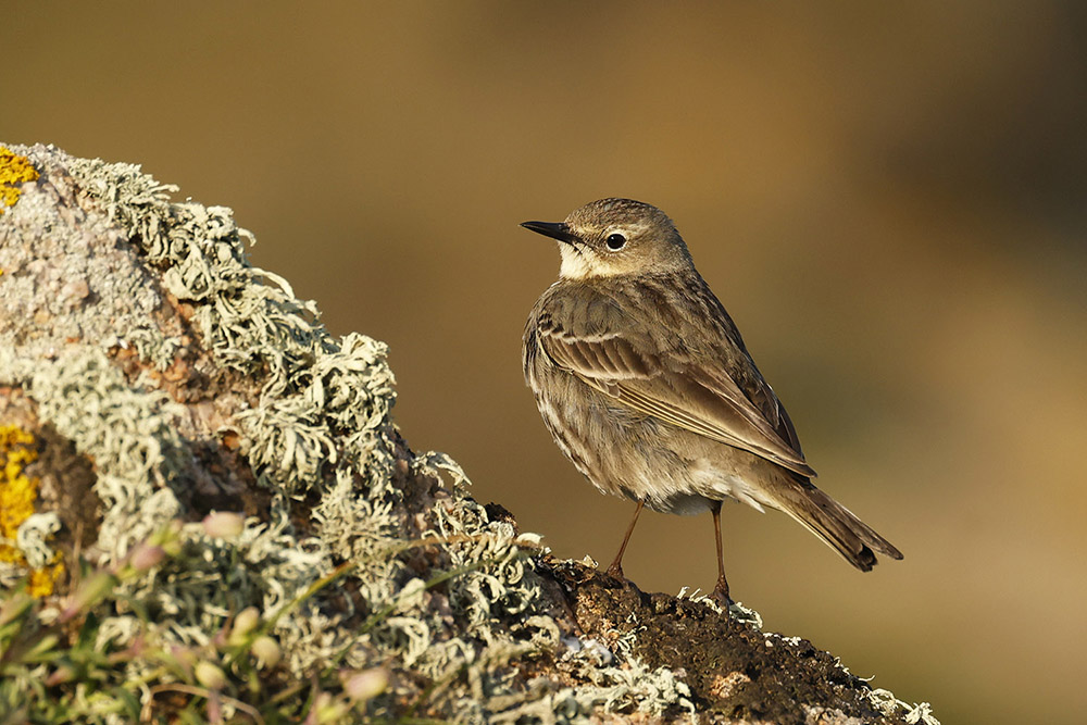 Rock Pipit by Mick Dryden