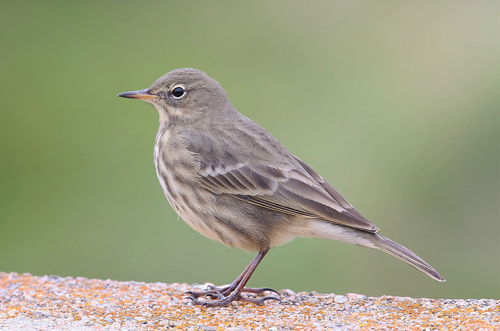 Rock Pipit by Mick Dryden