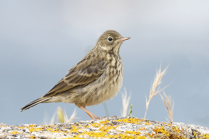 Rock Pipit by Mick Dryden