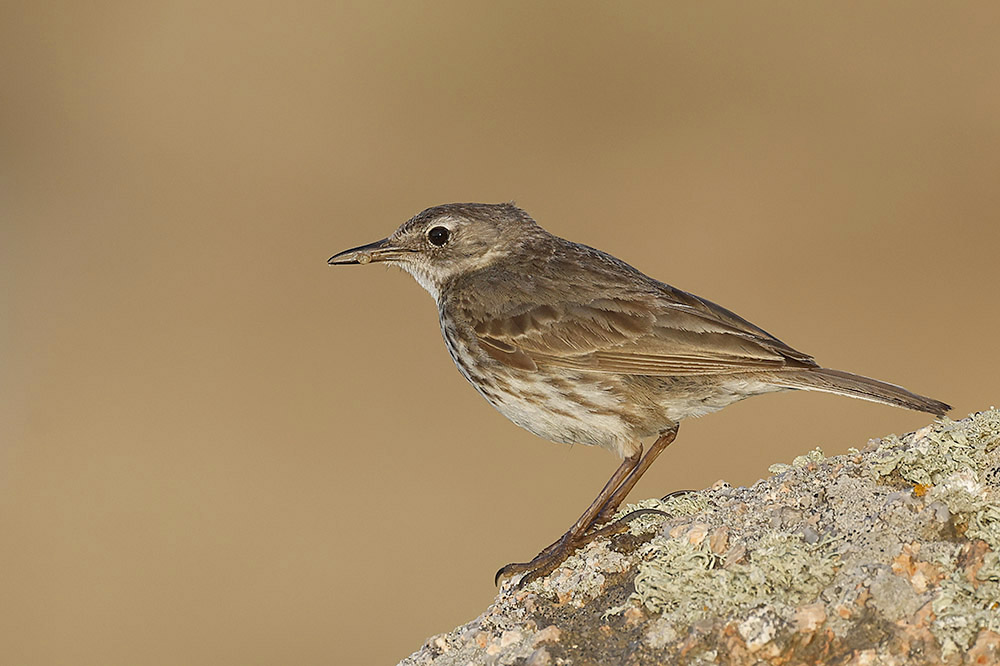 Rock Pipit by Mick Dryden