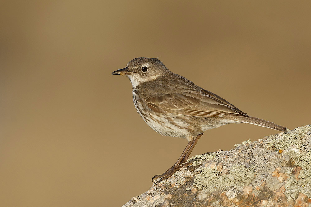 Rock Pipit by Mick Dryden