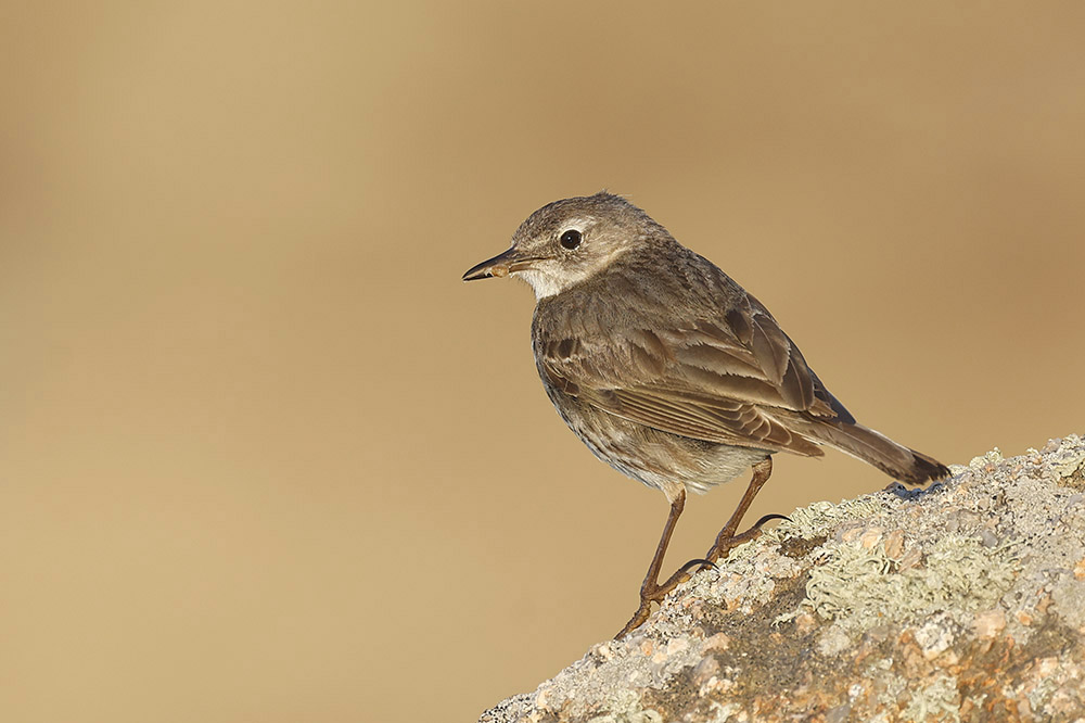 Rock Pipit by Mick Dryden