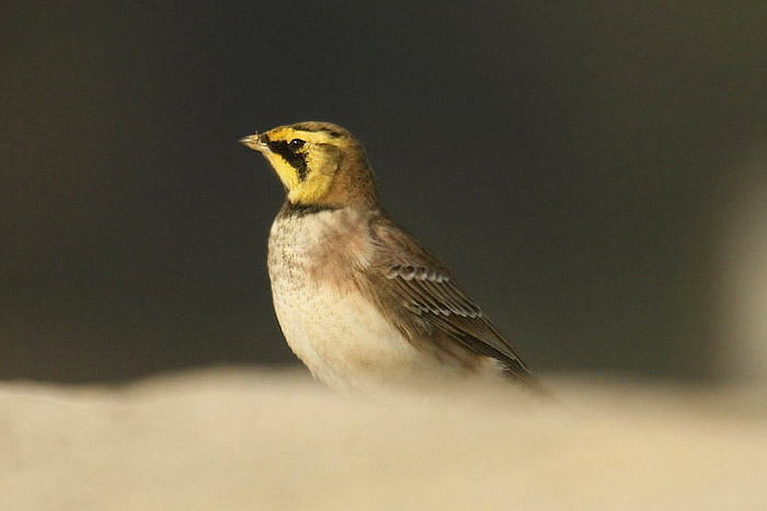 Shore Lark by Mick Dryden