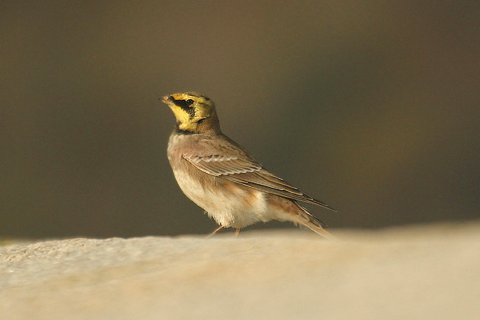 Shore Lark by Mick Dryden