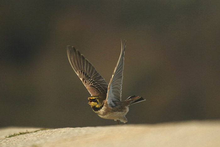 Shore Lark by Mick Dryden