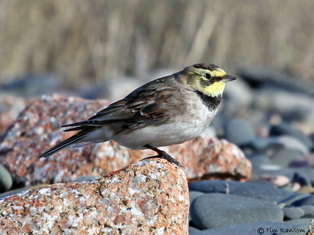 Shore Lark by Tim Ransom