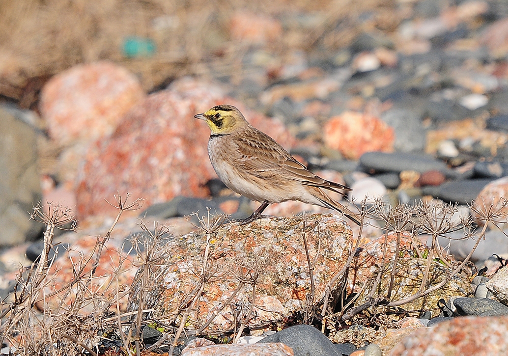Shore Lark by Romano da Costa