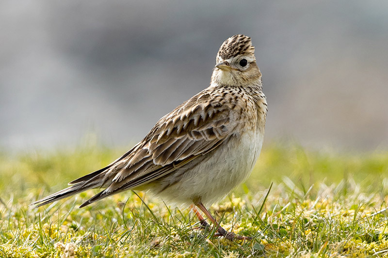 Skylark by Romano da Costa