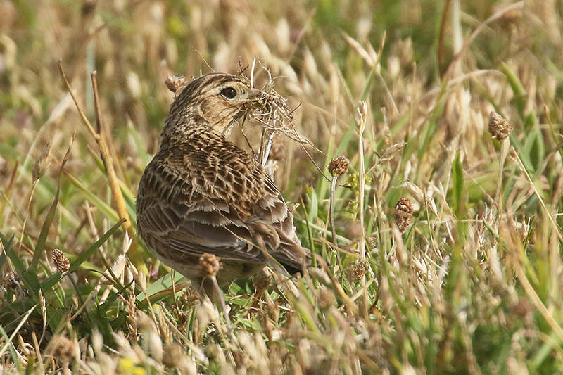 Skylark by Mick Dryden