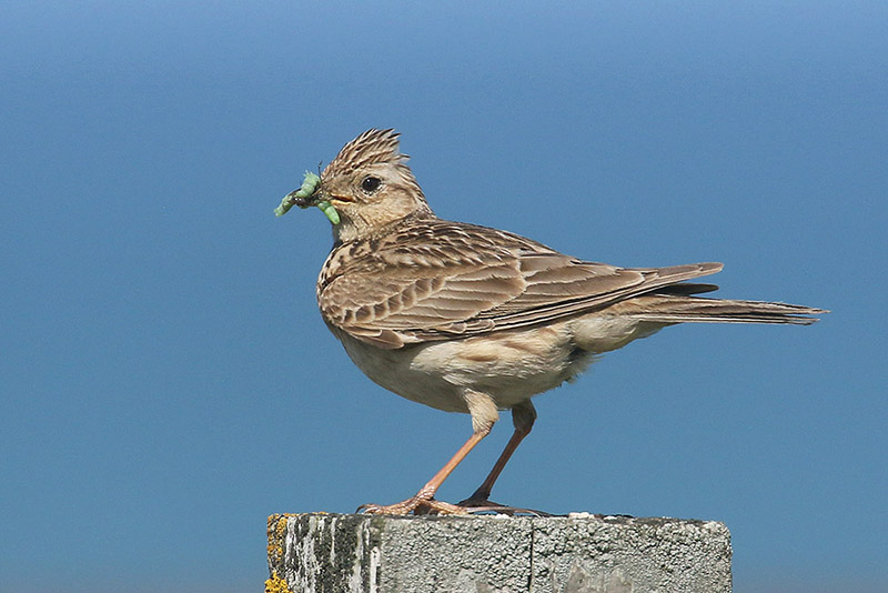 Skylark by Mick Dryden