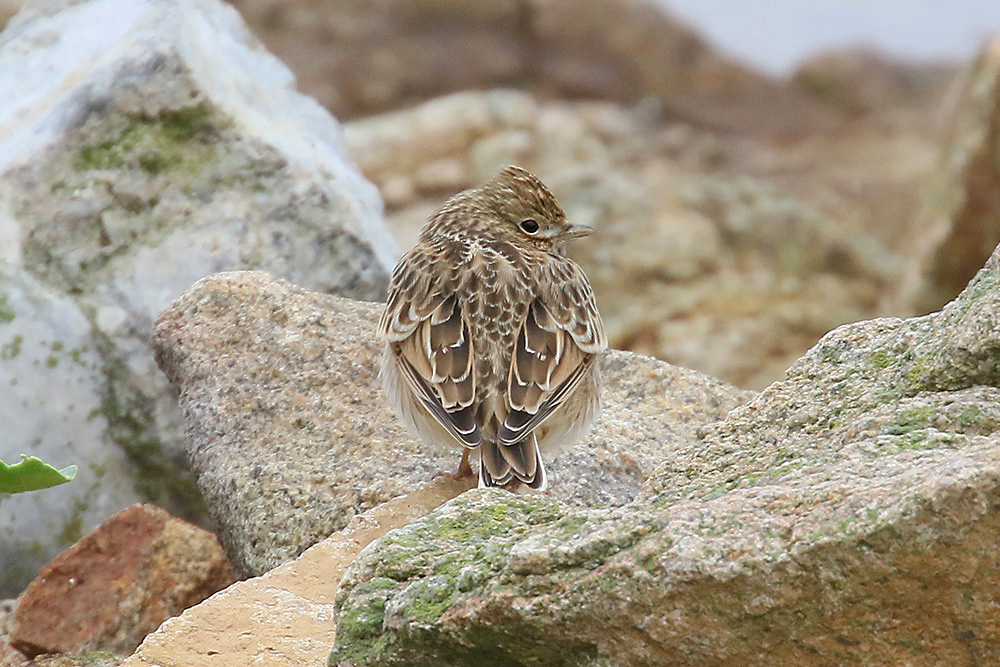 Skylark by Mick Dryden