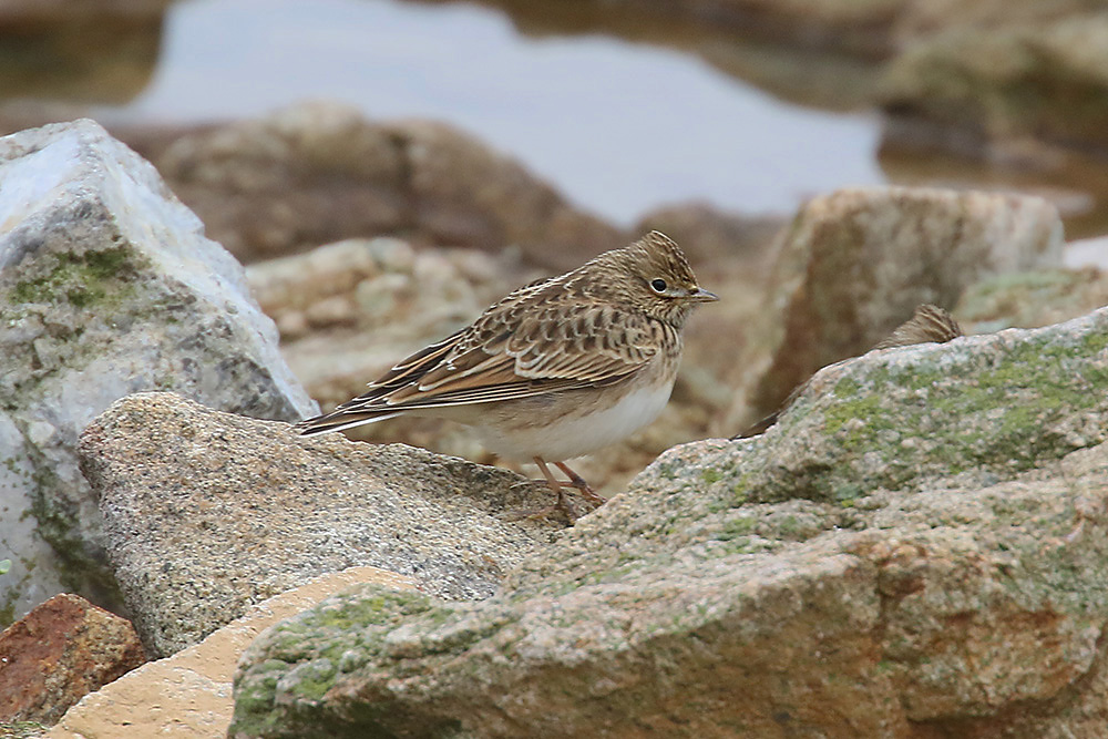 Skylark by Mick Dryden