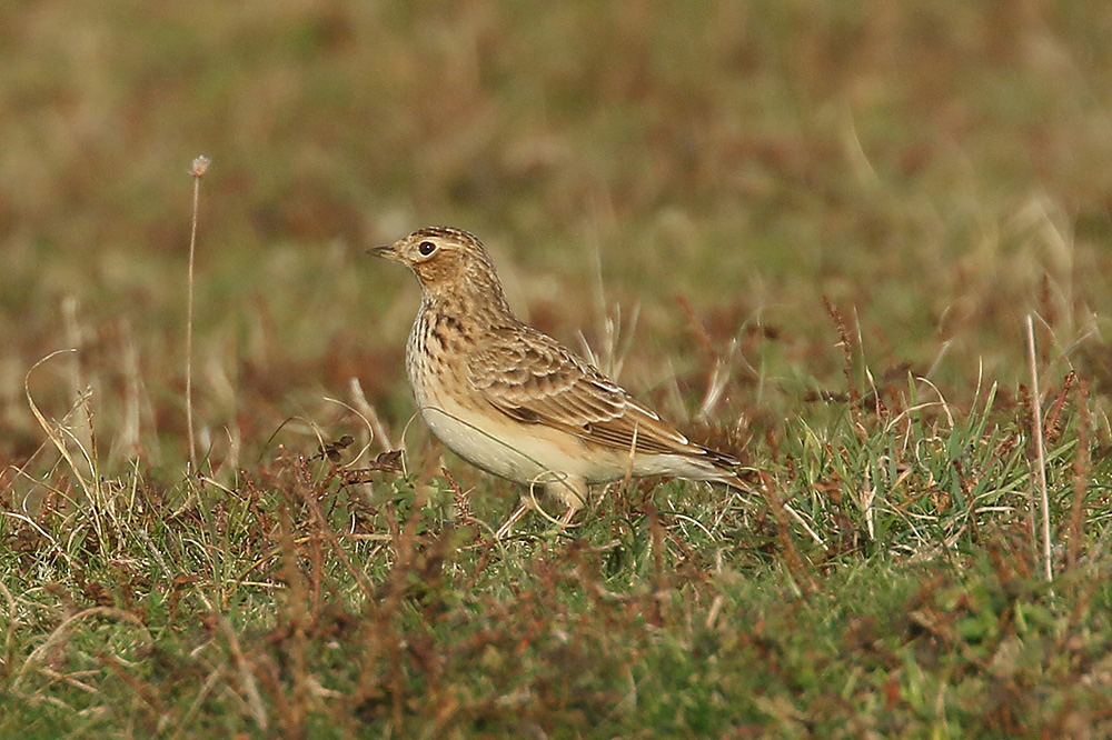 Skylark by Mick Dryden