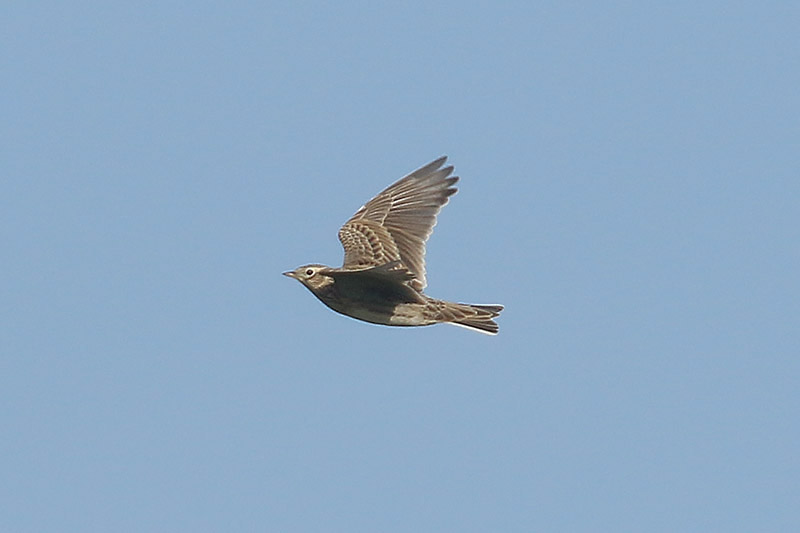 Skylark by Mick Dryden