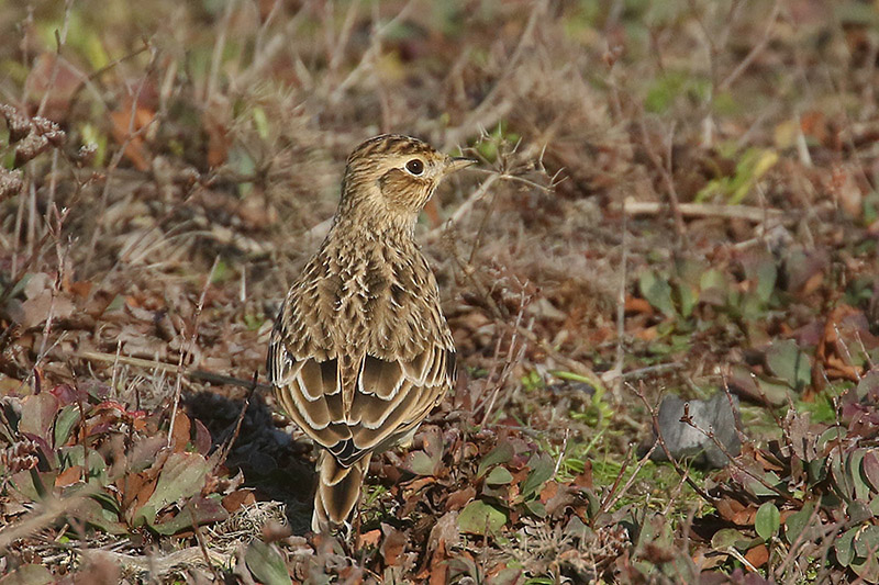 Skylark by Mick Dryden