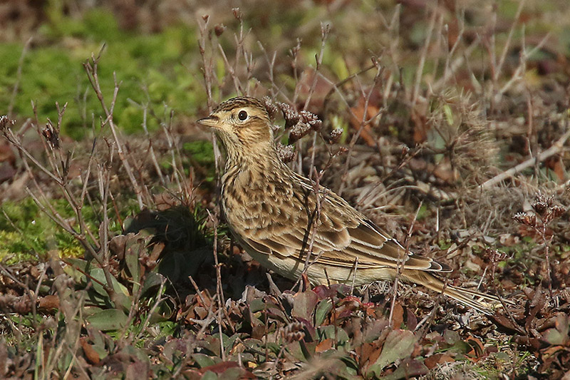 Skylark by Mick Dryden