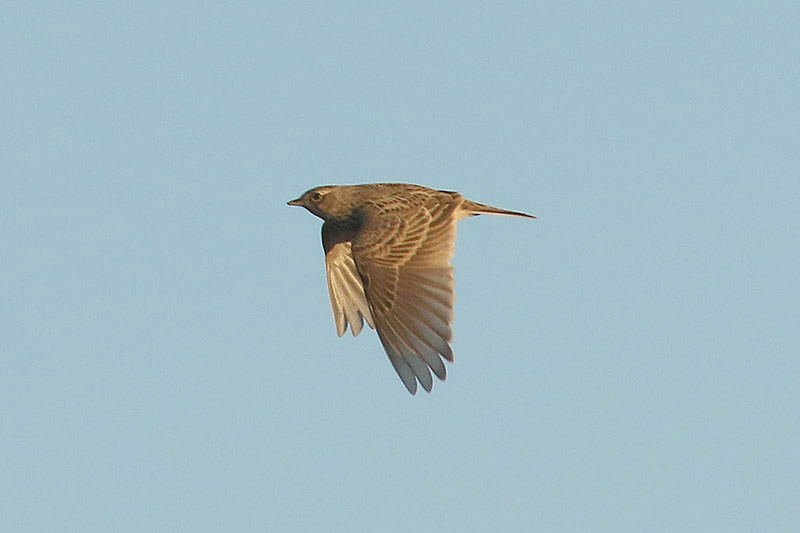 Skylark by Mick Dryden