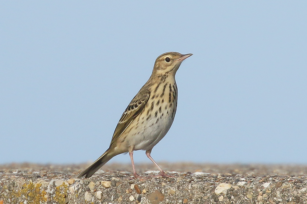 Tree Pipit by Mick Dryden