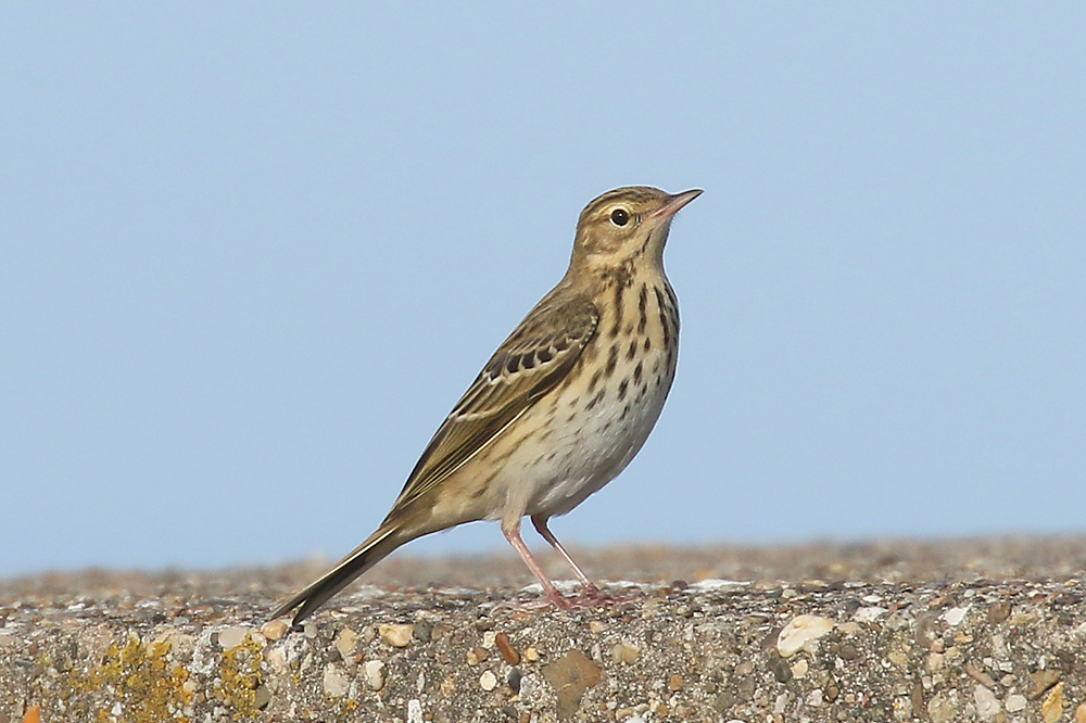 Tree Pipit by Mick Dryden