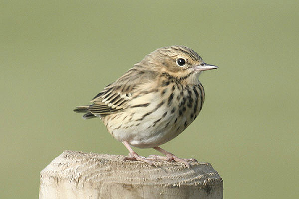 Tree Pipit by Mick Dryden
