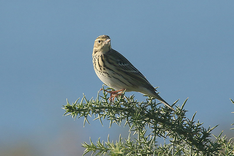 Tree Pipit by Mick Dryden