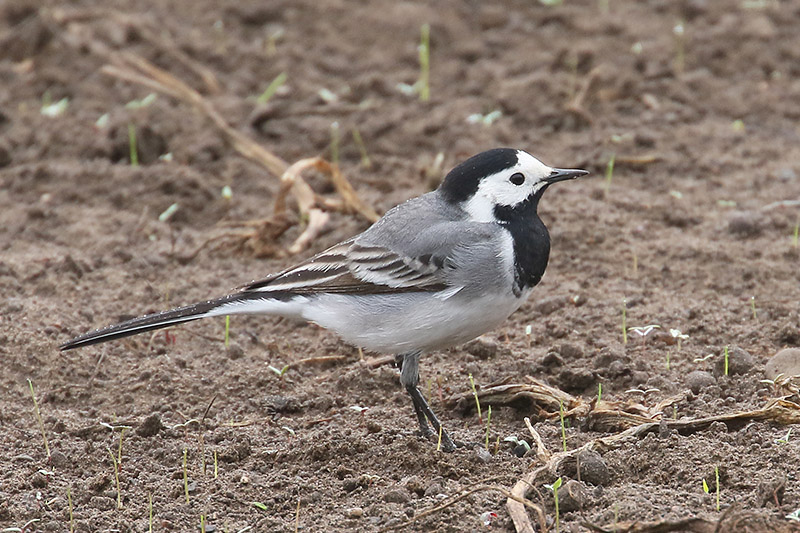 White Wagtail by Mick Dryden