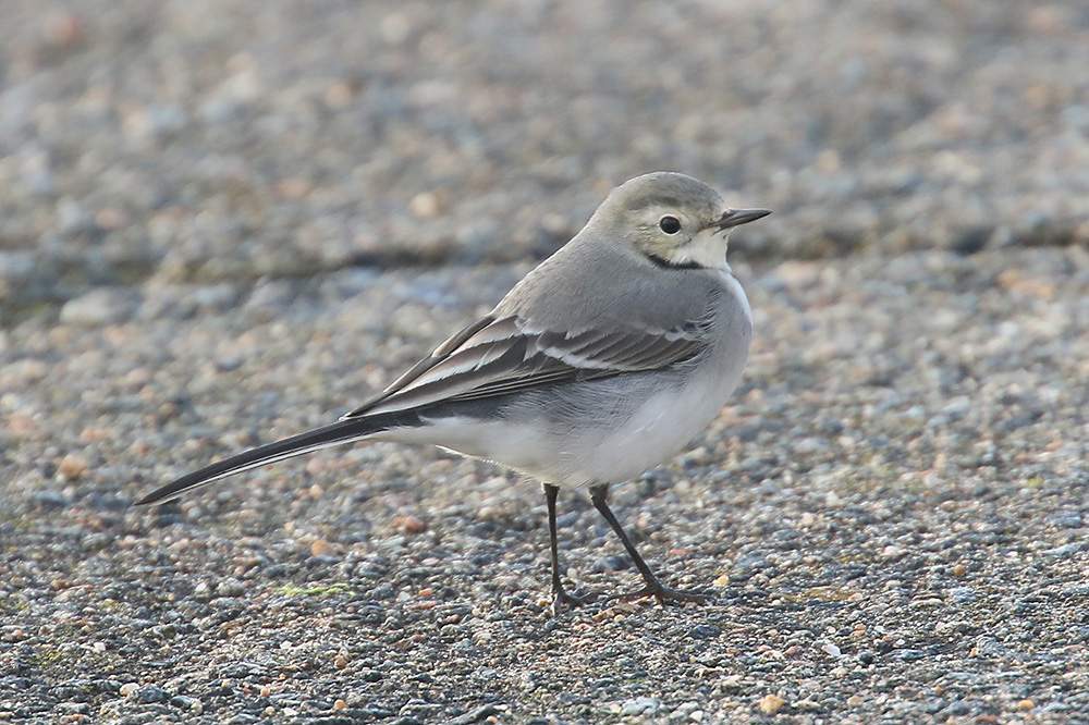 White Wagtail by Mick Dryden