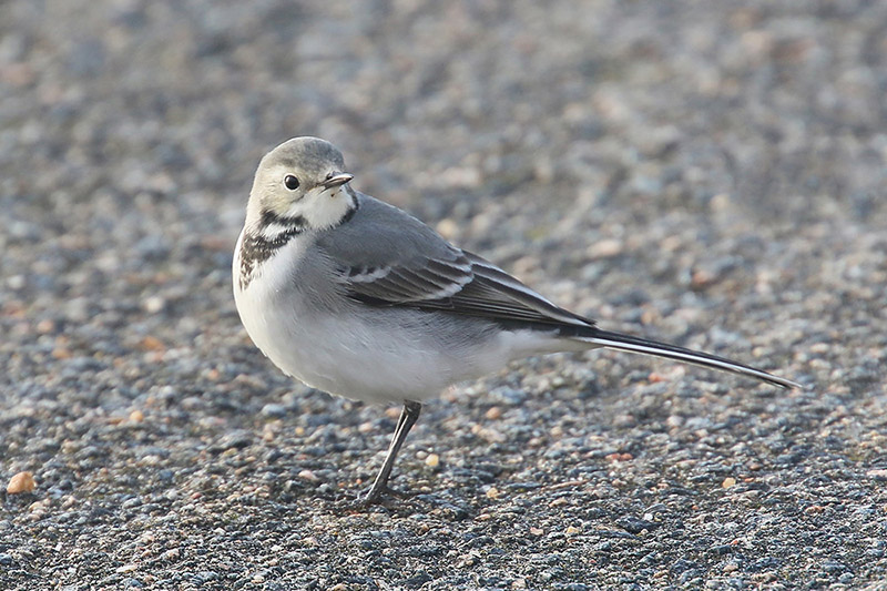 White Wagtail by Mick Dryden