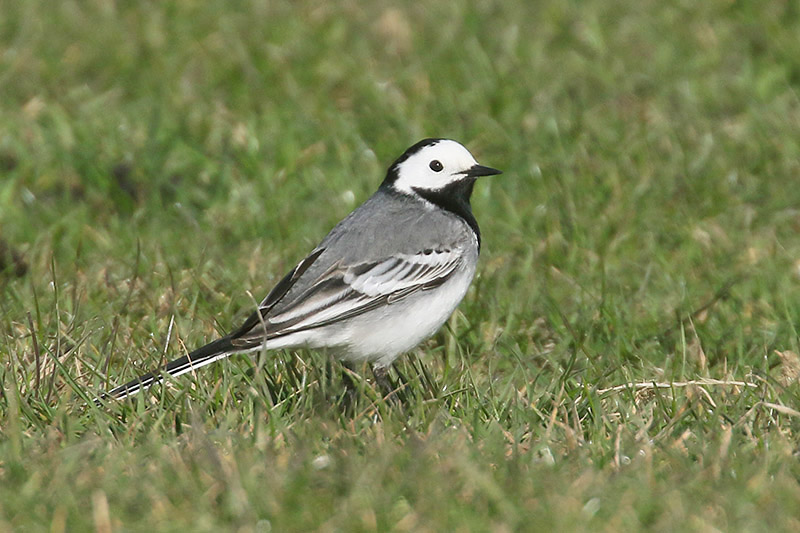 White Wagtail by Mick Dryden