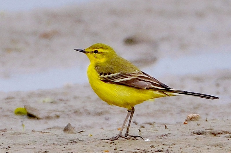 Yellow Wagtail by Alan Gicquel