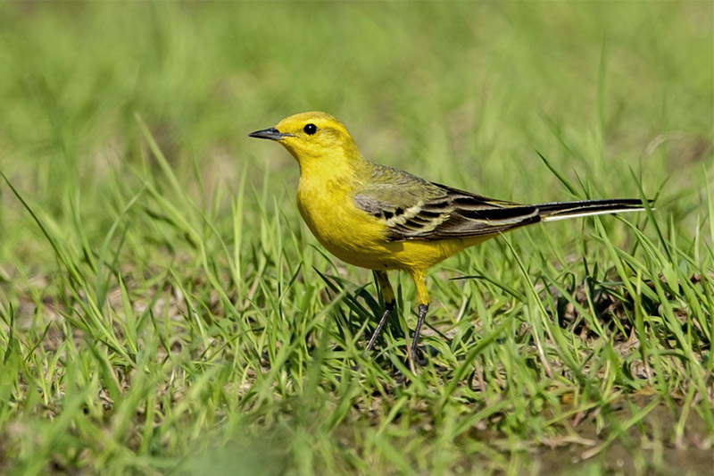 Yellow Wagtail by Romano da Costa