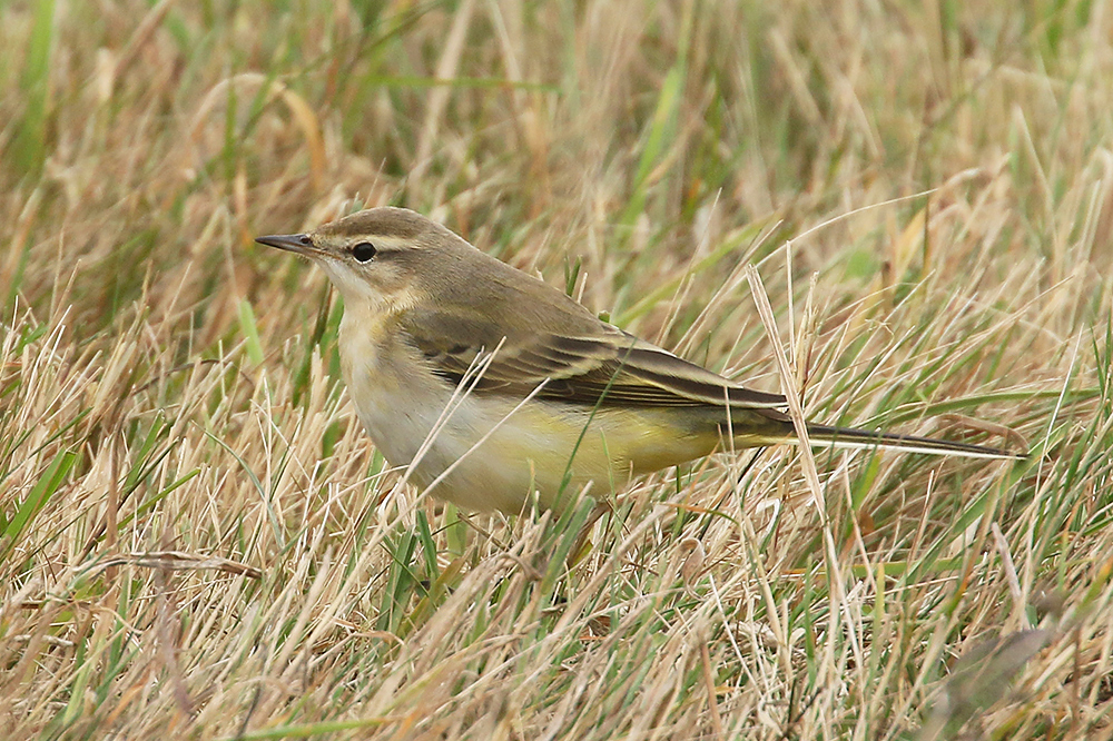 Yellow Wagtail by Mick Dryden