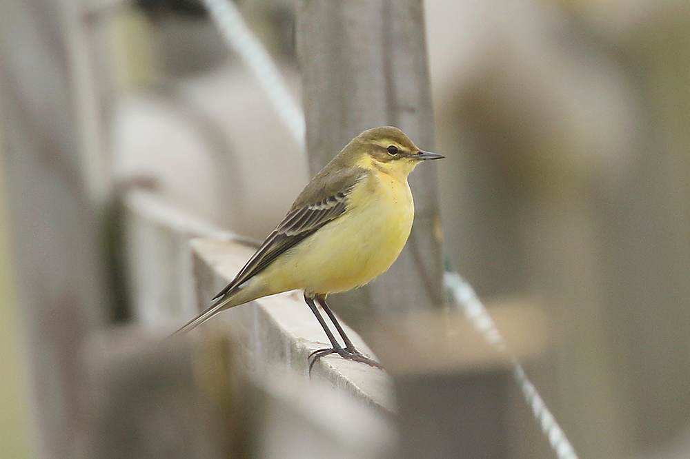 Yellow Wagtail by Mick Dryden