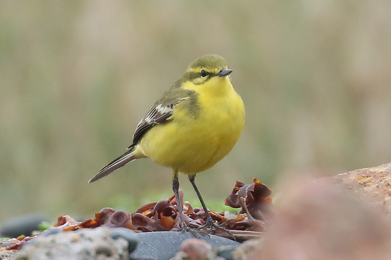 Yellow Wagtail by Mick Dryden
