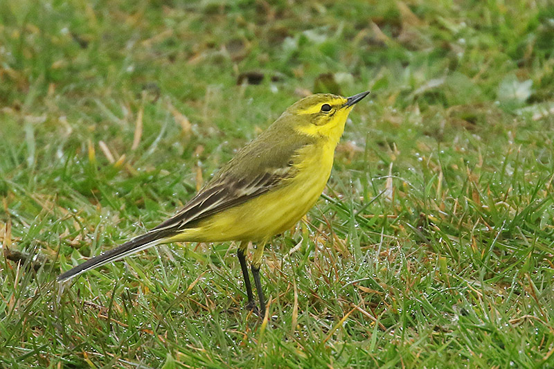 Yellow Wagtail by Mick Drydn