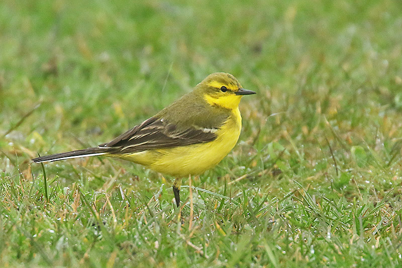 Yellow Wagtail by Mick Drydn