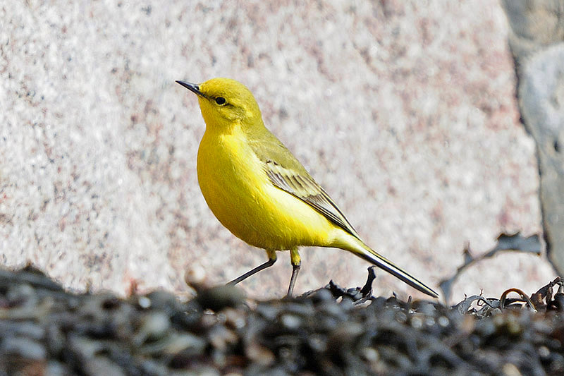 Yellow Wagtail b Romano da Costa