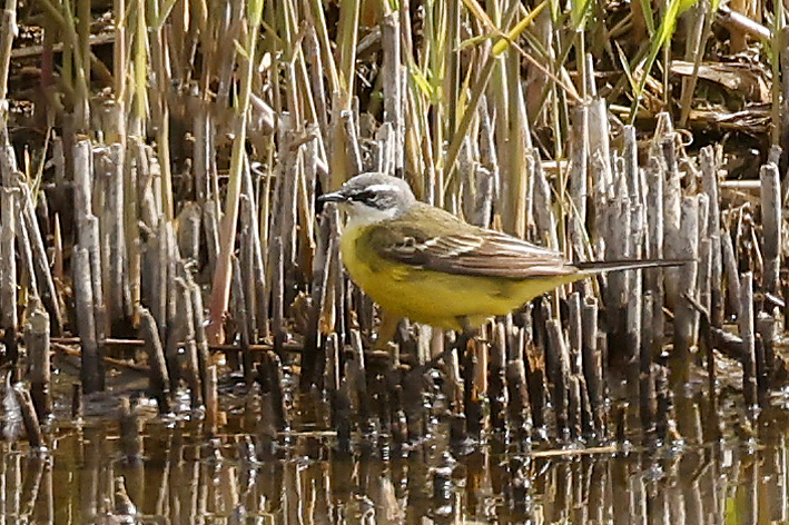 Yellow Wagtail by Mick Dryden