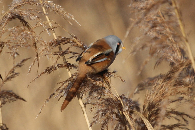 Bearded Tit by Miranda Collett